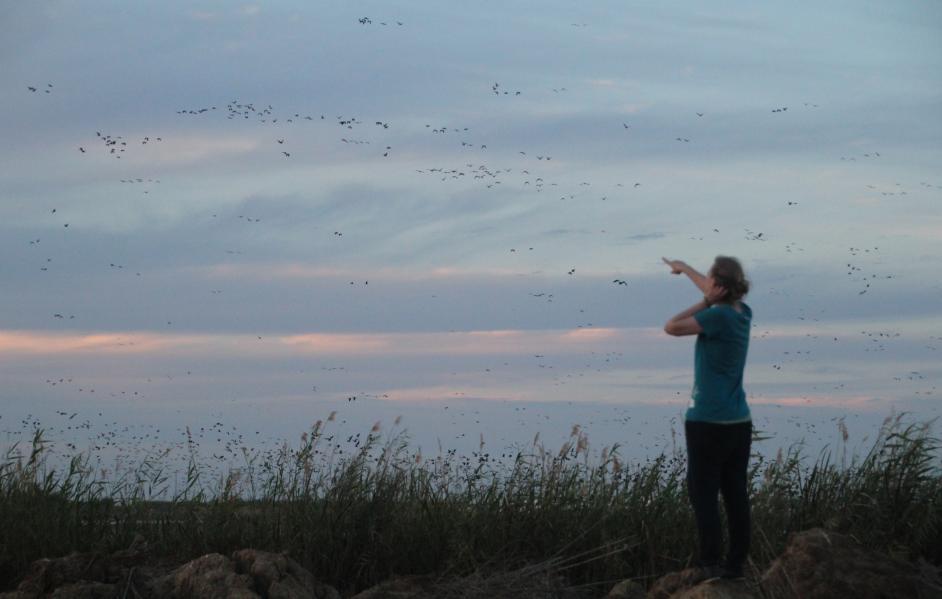 Frau zeigt auf am Himmel fliegenden Vogelschwarm