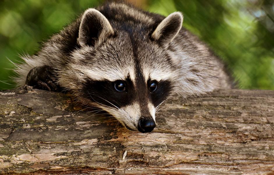 Waschbär
