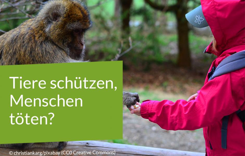ein Kinde füttert einen Affen