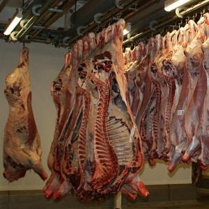 Geschlachtete Tierhälften, aufgehängt in einem Schlachthof